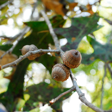 A image of southern red acorns in a tree.
